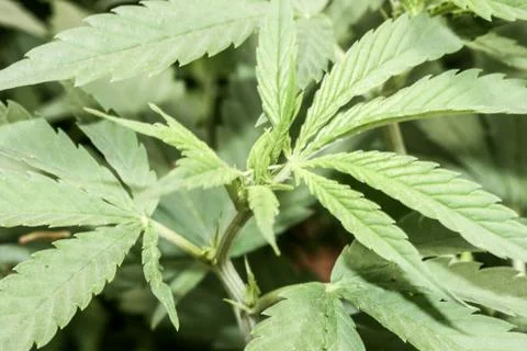 Marijuana Stock Photos