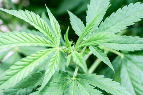 Marijuana Stock Photos