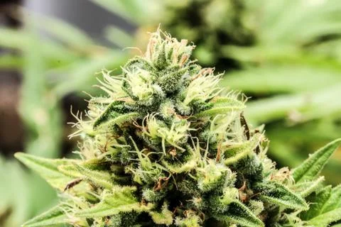 Marijuana Stock Photos
