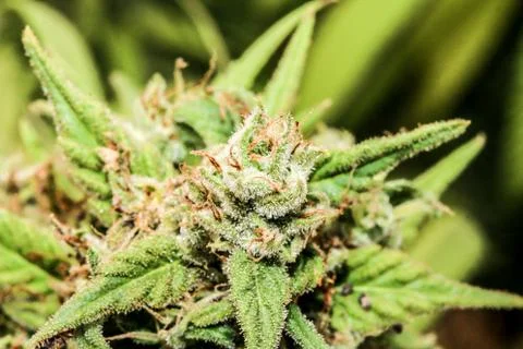 Marijuana Stock Photos