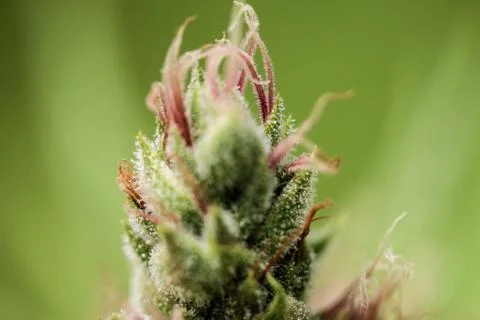 Marijuana Stock Photos