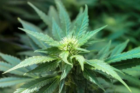 Marijuana Stock Photos