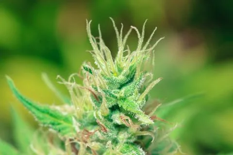 Marijuana Stock Photos