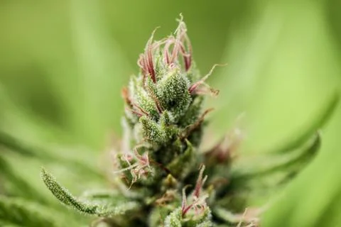Marijuana Stock Photos
