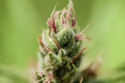 Marijuana Stock Photos