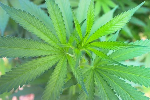 Marijuana Stock Photos