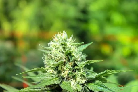 Marijuana Stock Photos