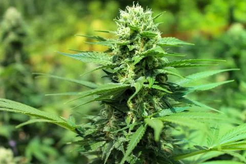 Marijuana Stock Photos