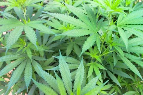 Marijuana Stock Photos