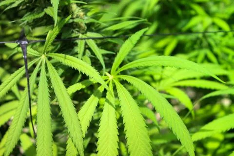 Marijuana Stock Photos