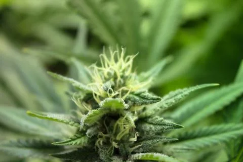 Marijuana Stock Photos