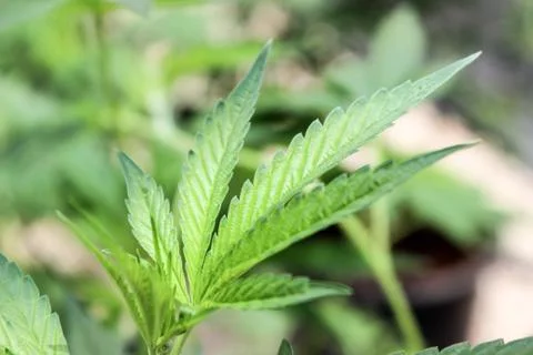 Marijuana Stock Photos