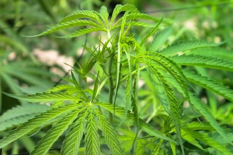 Marijuana Stock Photos