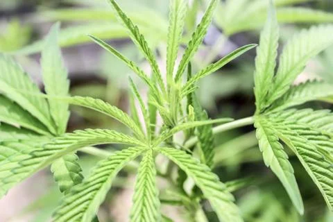 Marijuana Stock Photos