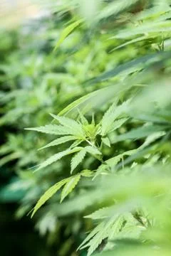 Marijuana Stock Photos
