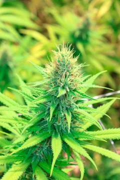 Marijuana Stock Photos