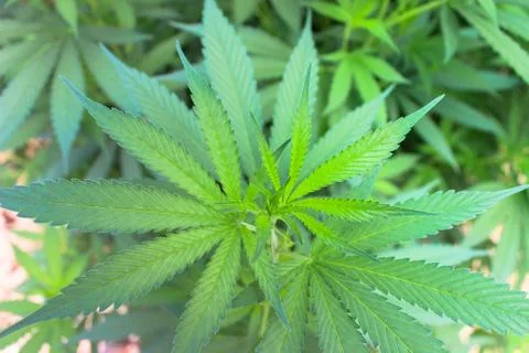 Marijuana Stock Photos