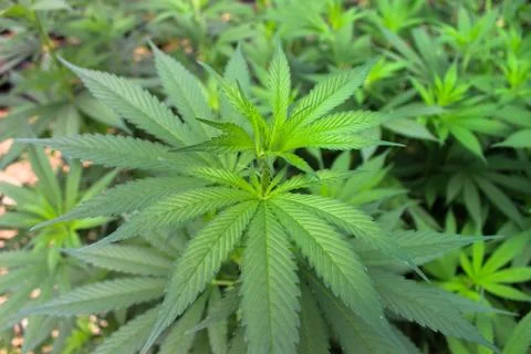 Marijuana Stock Photos