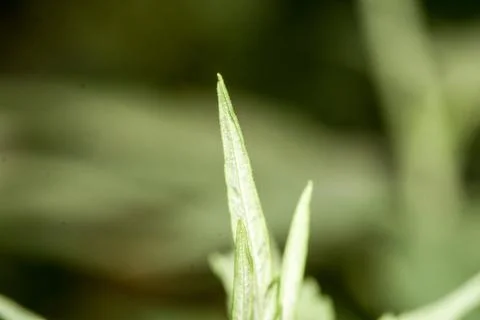 Marijuana Stock Photos