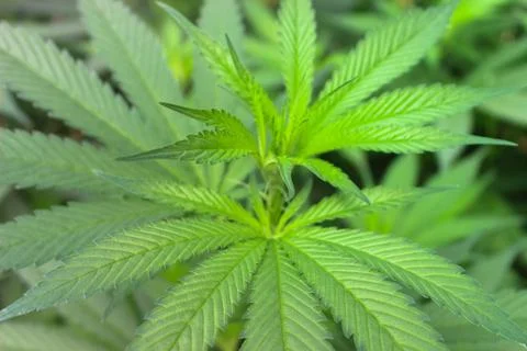 Marijuana Stock Photos