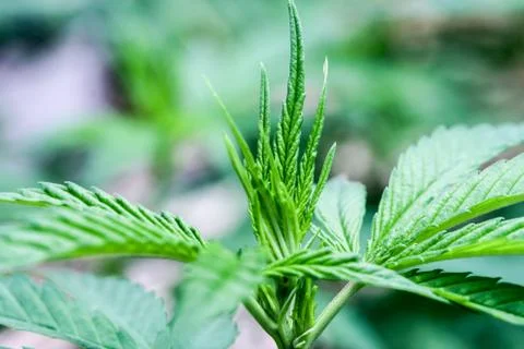 Marijuana Stock Photos