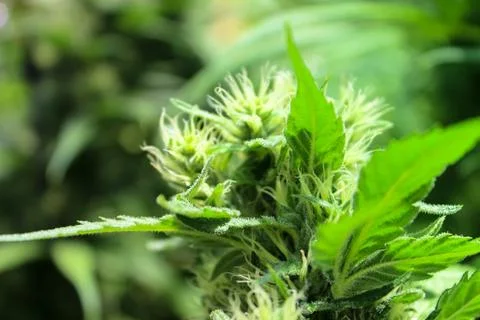 Marijuana Stock Photos