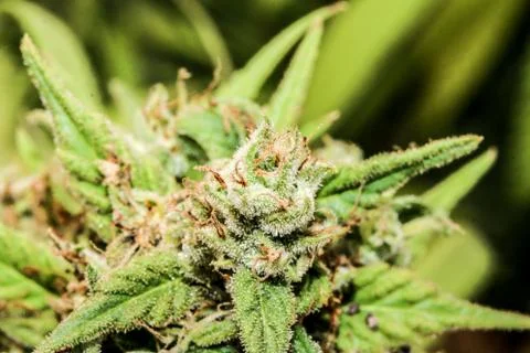 Marijuana Stock Photos