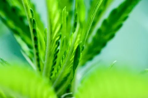 Marijuana Stock Photos