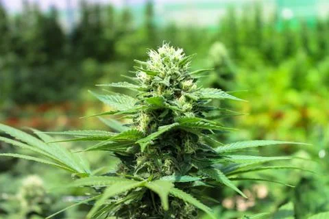 Marijuana Stock Photos