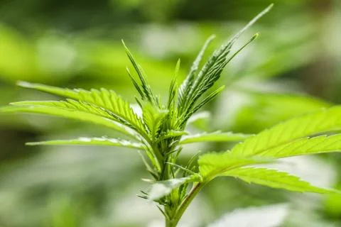 Marijuana Stock Photos