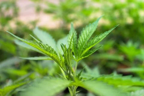 Marijuana Stock Photos