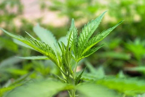 Marijuana Stock Photos