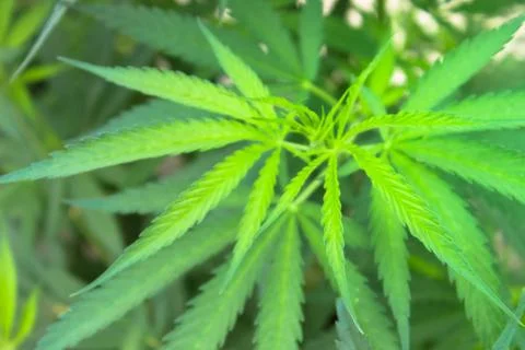 Marijuana Stock Photos