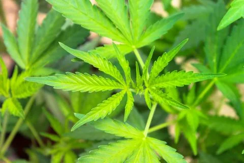 Marijuana Stock Photos