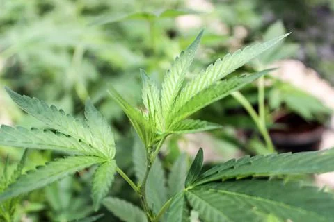 Marijuana Stock Photos