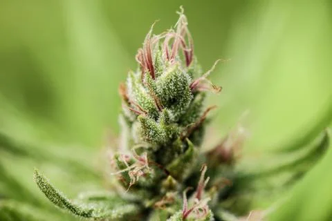 Marijuana Stock Photos