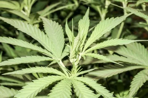 Marijuana Stock Photos