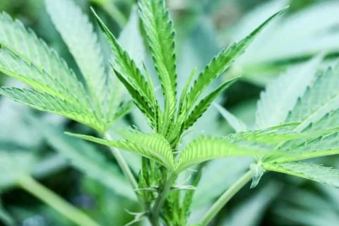 Marijuana Stock Photos