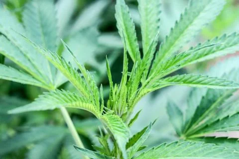 Marijuana Stock Photos