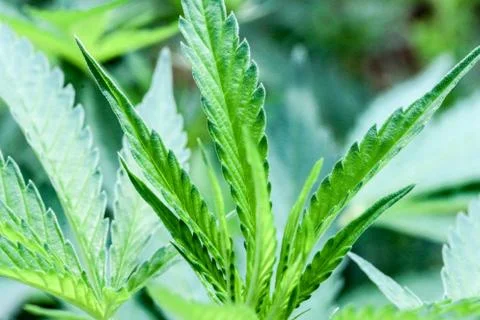 Marijuana Stock Photos