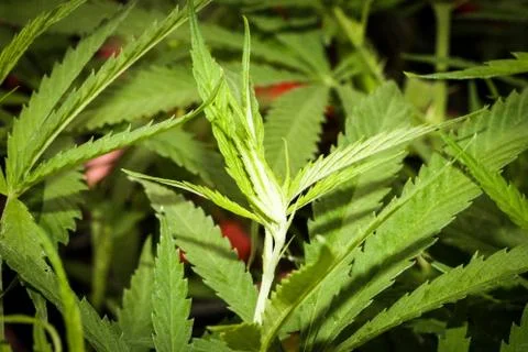 Marijuana Stock Photos