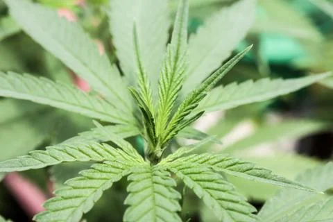 Marijuana Stock Photos