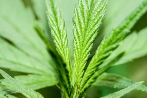 Marijuana Stock Photos