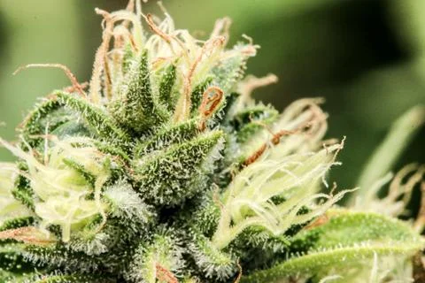 Marijuana Stock Photos