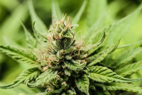 Marijuana Stock Photos