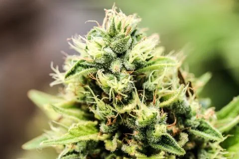 Marijuana Stock Photos