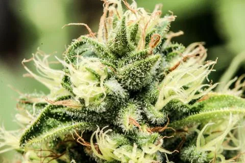 Marijuana Stock Photos