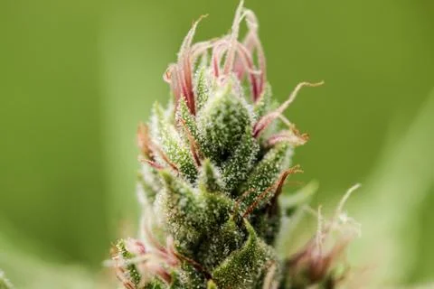 Marijuana Stock Photos