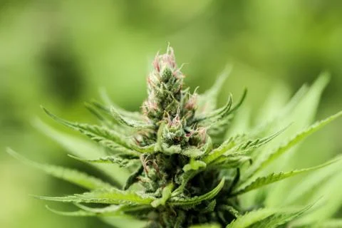 Marijuana Stock Photos