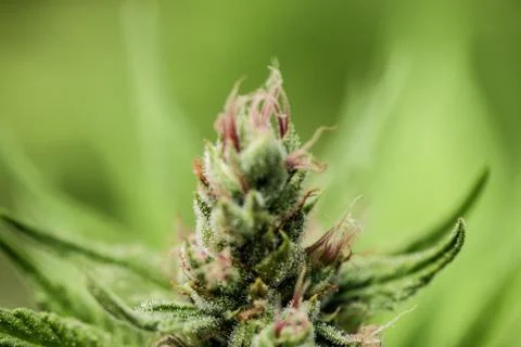 Marijuana Stock Photos